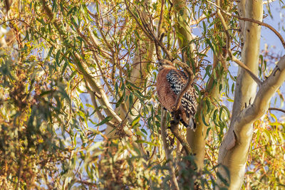 Low angle view of hawk perching on tree