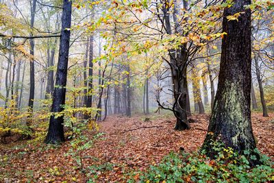 Trees in forest during autumn