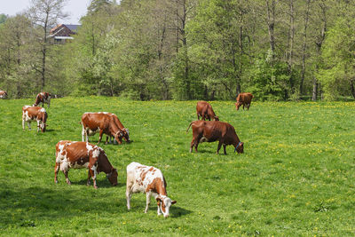 Cows grazing in a field