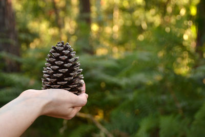 Close-up of pine cone in forest