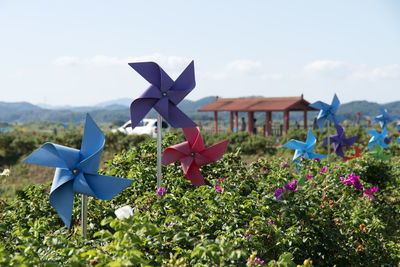 Close-up of flowers against blue sky