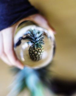 Close-up of hand holding leaf
