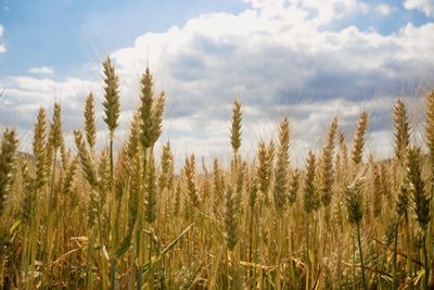 Close-up of wheat growing on field against sky