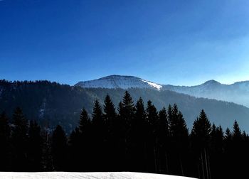 Silhouette trees in forest against clear sky