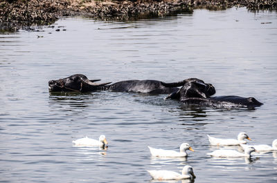 Buffaloes and ducks swimming in lake