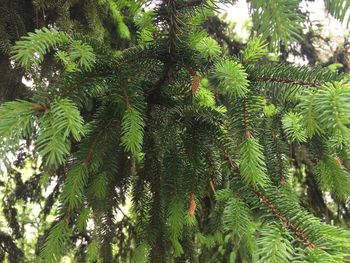 Low angle view of palm tree