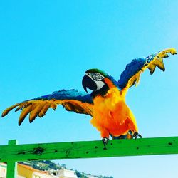 Low angle view of macaw on fence against clear blue sky