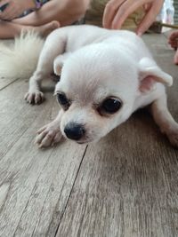 Close-up of a dog