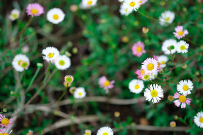 Close-up of white daisy flowers