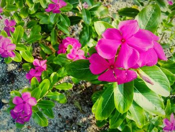 Close-up of pink flowering plant in park