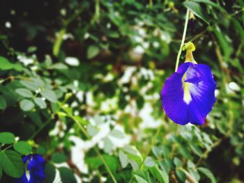 Close-up of purple flower blooming outdoors