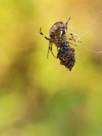 Close-up of spider on web