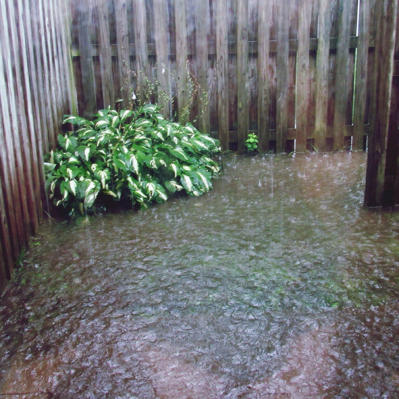 plant, growth, no people, day, nature, freshness, outdoors, bamboo - plant, water, beauty in nature