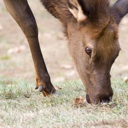 Close-up of deer grazing on field