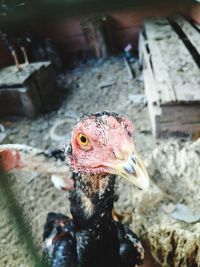 Close-up of a bird