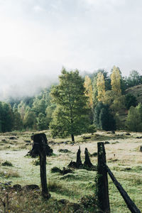 Trees on field against sky