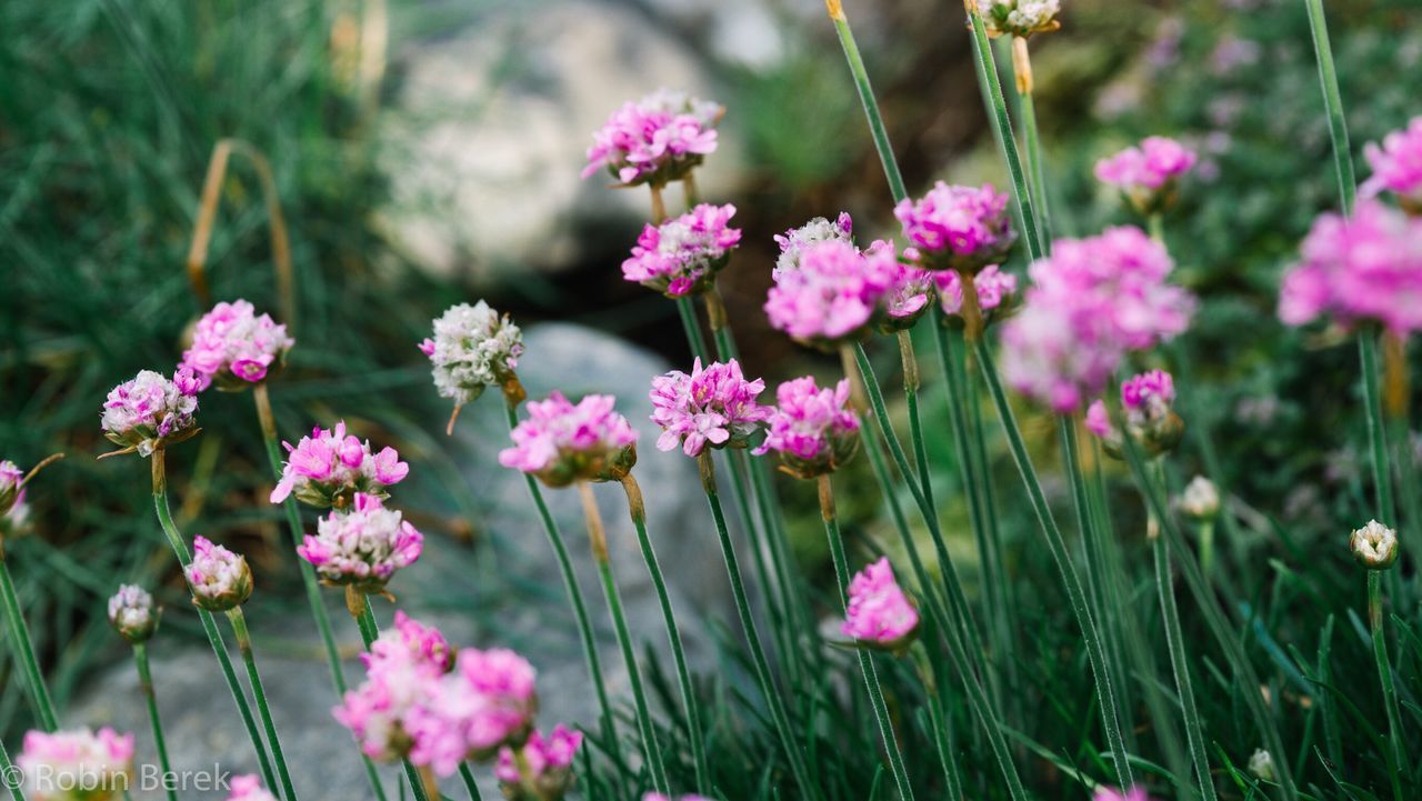 CLOSE-UP OF PINK FLOWER BLOOMING OUTDOORS