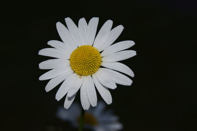 Close-up of yellow flower blooming against black background