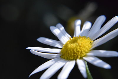 Close-up of white daisy flower against black background