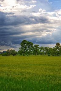 Scenic view of agricultural field against sky