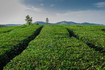 Tea gardens in the foothills of western ghat