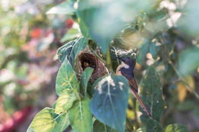 Close-up of a bird