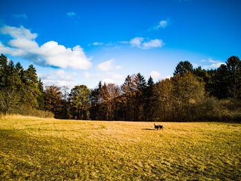 Scenic view of trees on field against sky