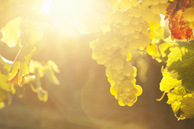Close-up of yellow flowering plant