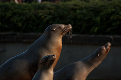 Seals at beach