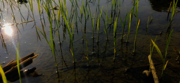 High angle view of grass floating on lake