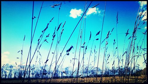 Scenic view of field against blue sky