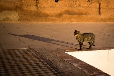 Cat on stone wall