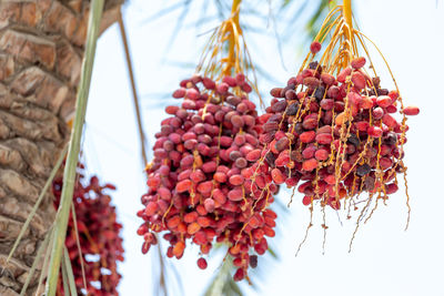 Low angle view of fruits hanging on tree