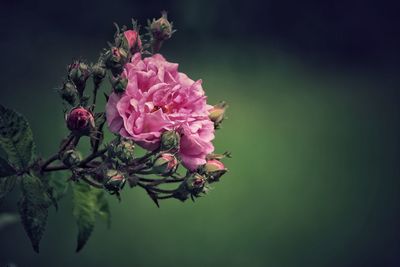 Close-up of pink flowering plant