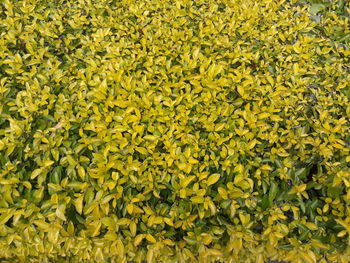 Full frame shot of yellow flowering plant leaves