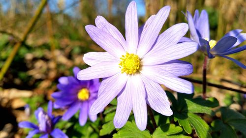 Close-up of purple flower