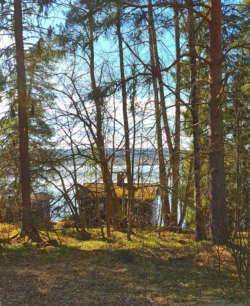 TREES GROWING IN FOREST