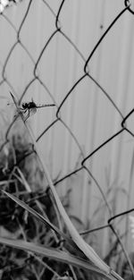 Close-up of insect on plant