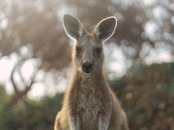 Close-up portrait of goat standing on land