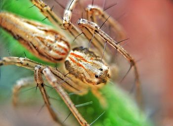 Close-up of spider on web