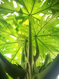 Close-up of green leaves