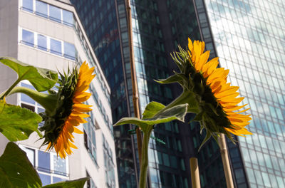 Close-up of yellow flowering plant against building