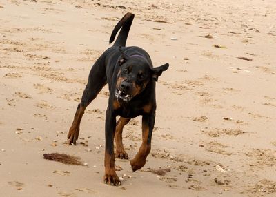 Portrait of dog on beach