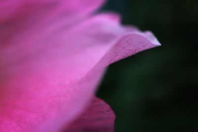 Close-up of pink flower