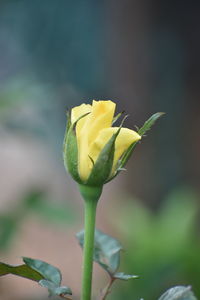 Close-up of yellow rose bud