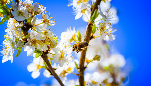 Close-up photo of a honey bee gathering nectar and spreading pollen on white flowers of cherry tree