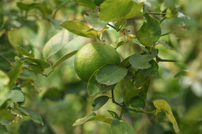 Close-up of fruit growing on tree