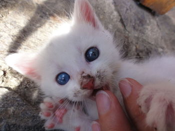 Close-up portrait of kitten