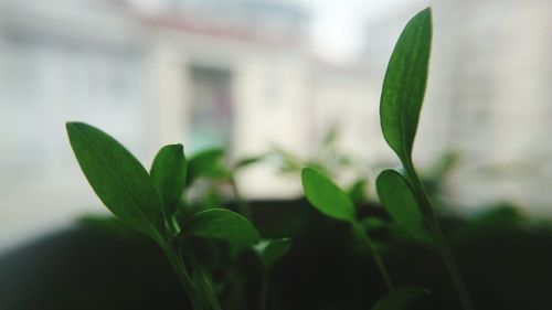 Close-up of raindrops on plant