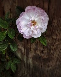 High angle view of flower on wood